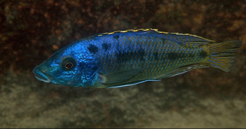 Protomelas sp. 'oxyrhynchus mix' Thumbi West Island